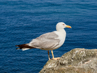 Fototapeta na wymiar Yellow Legged Gull. Larus michahellis 