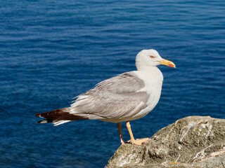 Fototapeta premium Yellow Legged Gull. Larus michahellis 