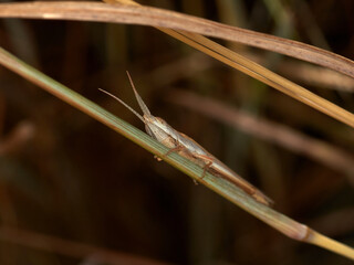 A long, cone-headed grasshopper resting on dry grass. Brachycrotaphus tryxalicerus.    