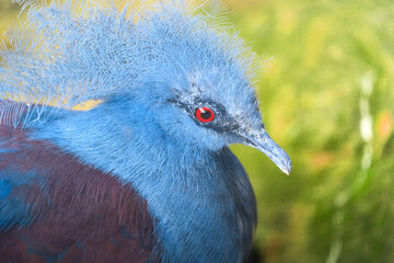 Portrait einer Blauschopf-Krontaube
