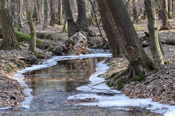 Forest in Male Karpaty mountains near Bratislava, west Slovakia