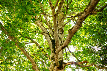 tree, green, leaves, landscape, summer 