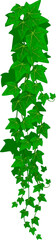 Hedera, green common ivy lianas creeping branch