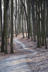 Forest in Male Karpaty mountains near Bratislava, west Slovakia