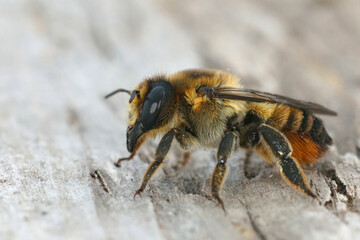 Closeup on a fresh emerges Hairy-footed leafcutter bee, Megachile lagopoda