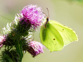 papillon le citron