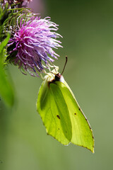 papillon le citron