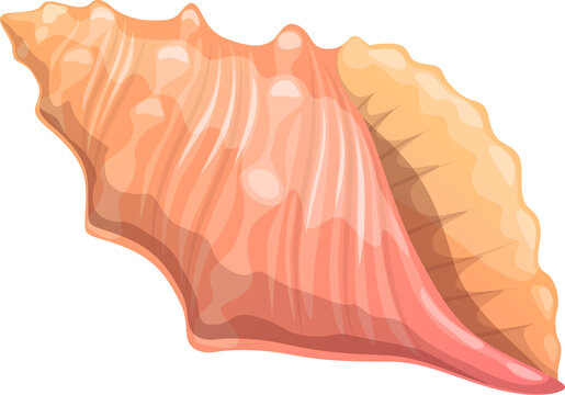 Sea shell, cartoon vector ribbed cantharus conch