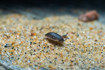 A rough woodlouse Porcellio on sand.