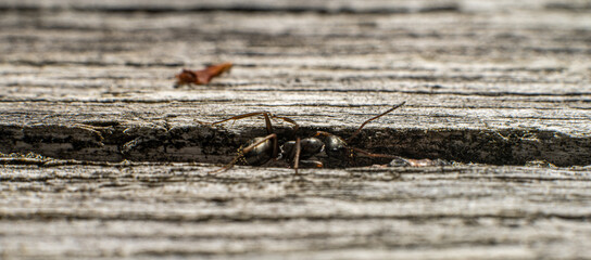 A small and curious ant on a wooden plank.