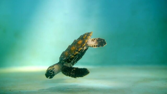 Slow Motion Beautiful Shot Of Small Turtle Swimming In Sea Over Surface Level - Great Barrier Reef, Australia