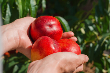Fresh juicy peaches in female hands. Harvest, organic fruits