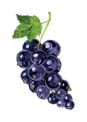 grapes with leaves. watercolor grapes. drawn blue grapes. vector illustrationfruits, vitamins, food