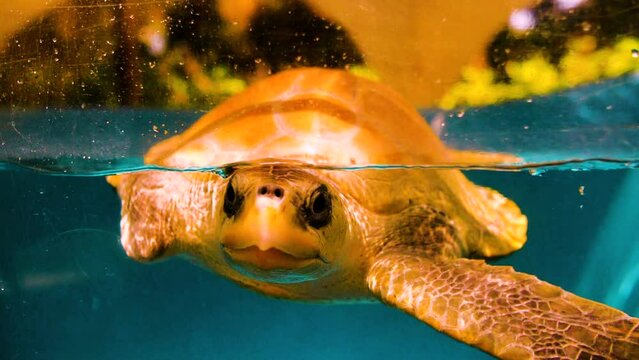 Slow Motion Lockdown Shot Of Brown Turtle Swimming In Water Tank - Great Barrier Reef, Australia