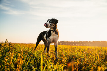 Dog standing on the meadow in golden hour sunset light
