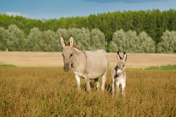Grey cute baby donkey and mother on summer pasture