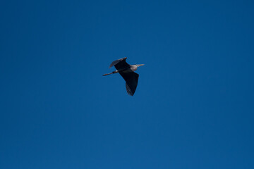 Great Blue Heron flying high against a blue sky background