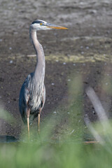 Great Blue Heron standing on the shore at Montezuma National Wildlife Refuge