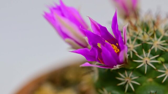 4K time lapse footage of Mammillaria Schumannii cactus flower blooming on white background. close up purple flower from bud to full blossom