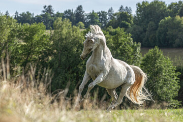Portrait of a beautiful white arabian horse gelding running across a pasture in late summer outdoors