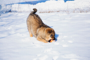 cute little puppy playing with a ball in the snow