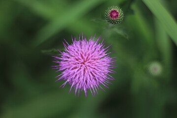 アザミの花の接写