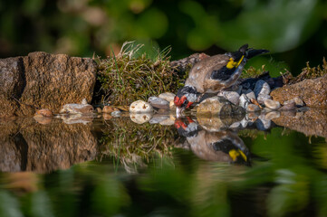 Goldfinch drinking from a pool of water with reflection