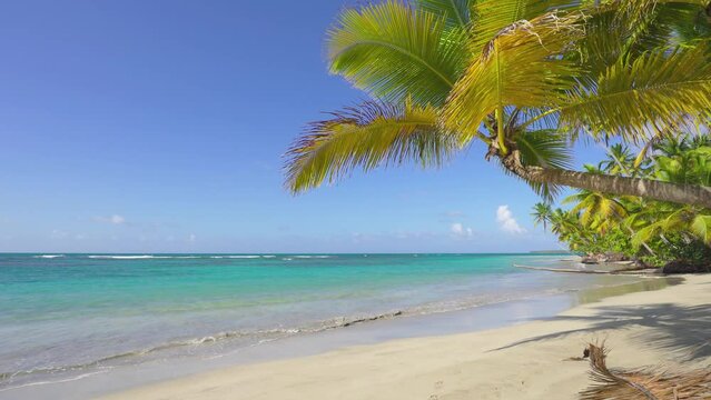 Background of the island beach with palm trees. Sunny day on the Caribbean coast. Travel to tropical paradise. Camera no movement.