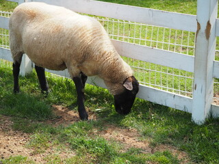 草を食べている羊