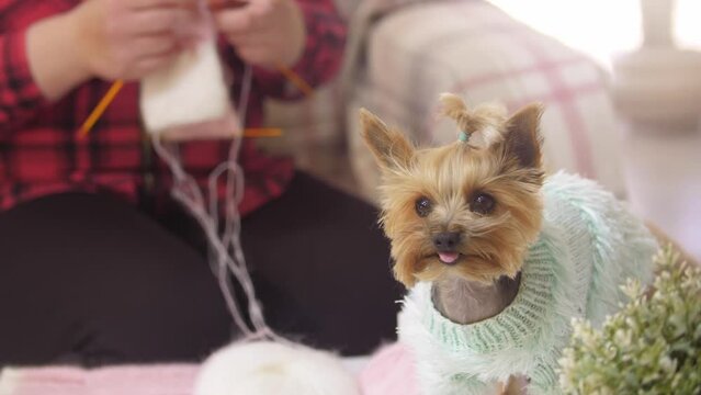 A little dressed puppy and a woman knitting clothes