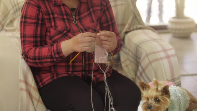 A little dressed puppy and a woman knitting another