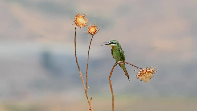 Blue-cheeked bee-eater (Merops persicus) perching on a thorn.