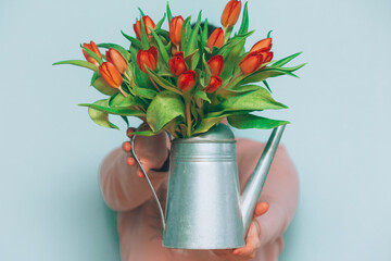 Red tulips in a watering can. Woman holding a bouquet of red flowers