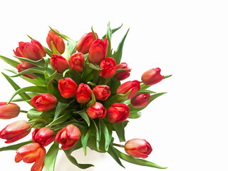 Bouquet of red tulips on a white background