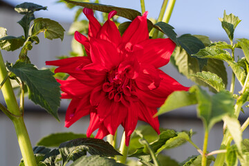 A beautiful red Dahlia flower Blooms in the sun.