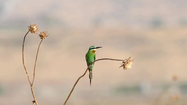 Blue-cheeked bee-eater (Merops persicus) perching on a thorn.