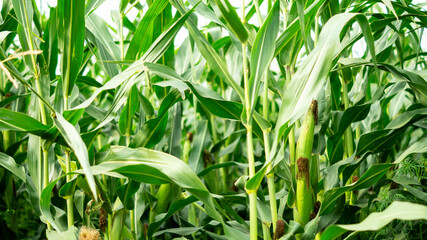 Young green corn growing on the field, background. texture from young plants of corn, green background.