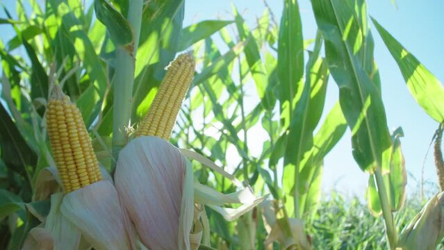 Corn in the field in a sunny morning day with sun rays