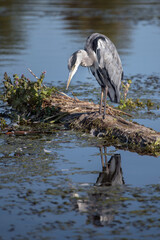 Grey Heron looking intensely waiting for fish to appear