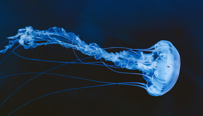  Illuminated jellyfish moving through the water. Isolated on dark background - obrazy, fototapety, plakaty