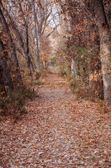 Obraz premium Autumn Park. Fallen leaves in the forest. Walkway in the park.
