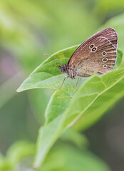 Brown butterfly  sitting on a leaf