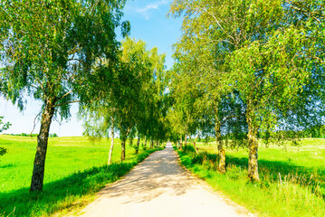 Fototapeta na wymiar Summer Empty Country Road With Trees Beside.Landscape Concept. Long gravel road in summer nature landscape.