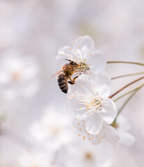 Bee collecting pollen in cherry blossoms