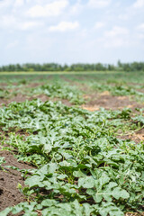Fototapeta na wymiar Green watermelon plants on plantation. Southern agriculture.