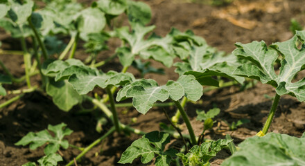 Green watermelon plants on plantation. Southern agriculture. Close-up.
