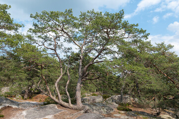 Pinus uncinata - Bog pine - Pin à crochets - Pin de Briançon, Promenade des Gorges de Franchard