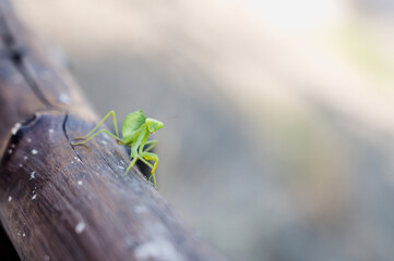 Close-up of the mantis. An insect in the wild.