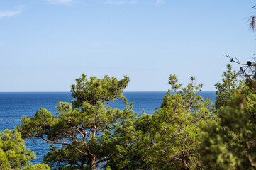 Fototapeta na wymiar Coniferous trees. Blue sea and sky on background. Nature of Crimea.