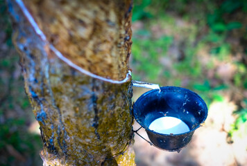 Latex is being collected from natural rubber tree , Hevea brasiliensis